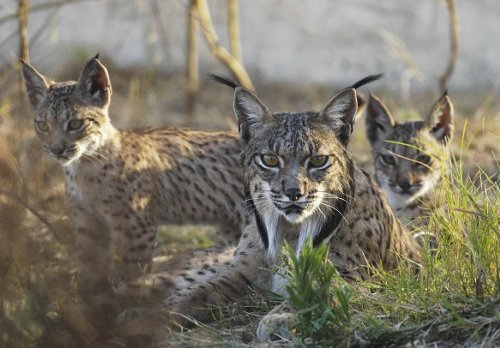 Lince